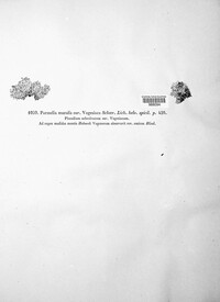 Protoparmeliopsis muralis image